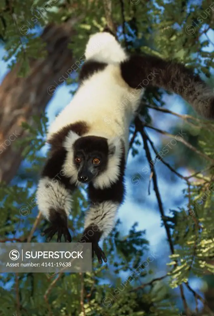 black & white ruffed lemur varecia variegata variegata on lookout from tree madagascar