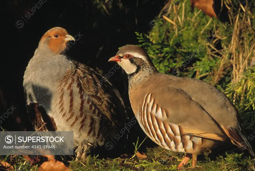 grey and red-legged partridge perdix perdix and alectoris rufa hampshire, southern england 