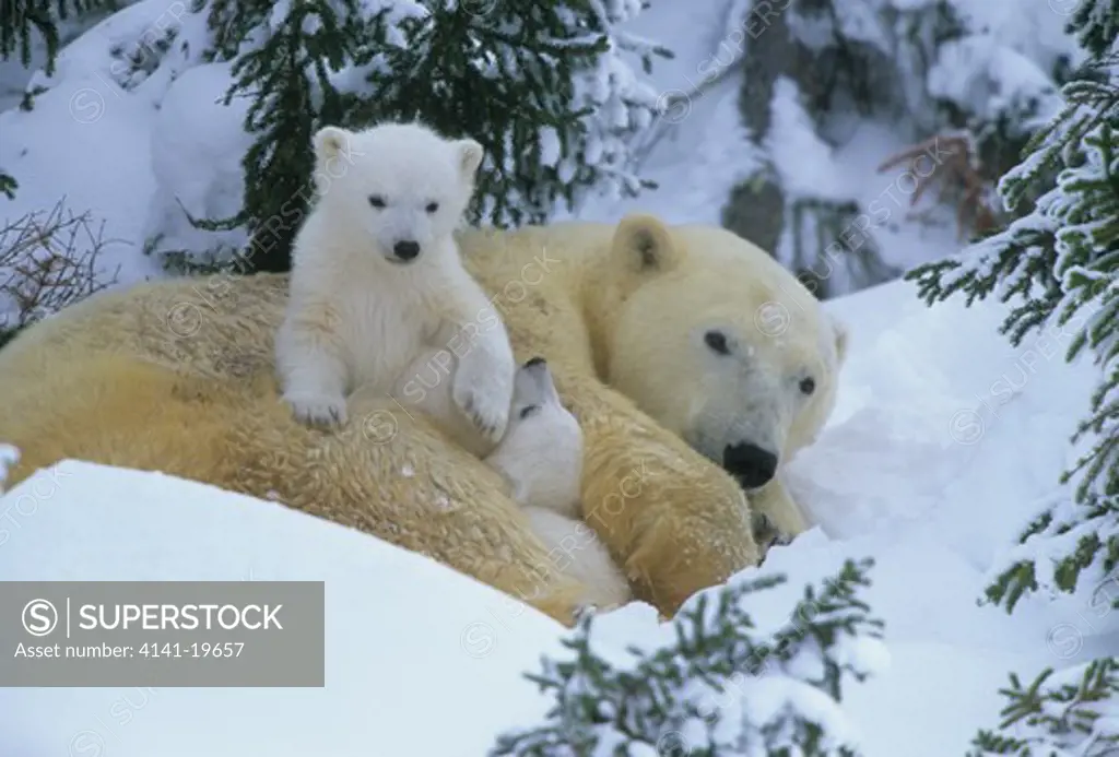 polar bear ursus maritimus female resting outside den, with two young canada 
