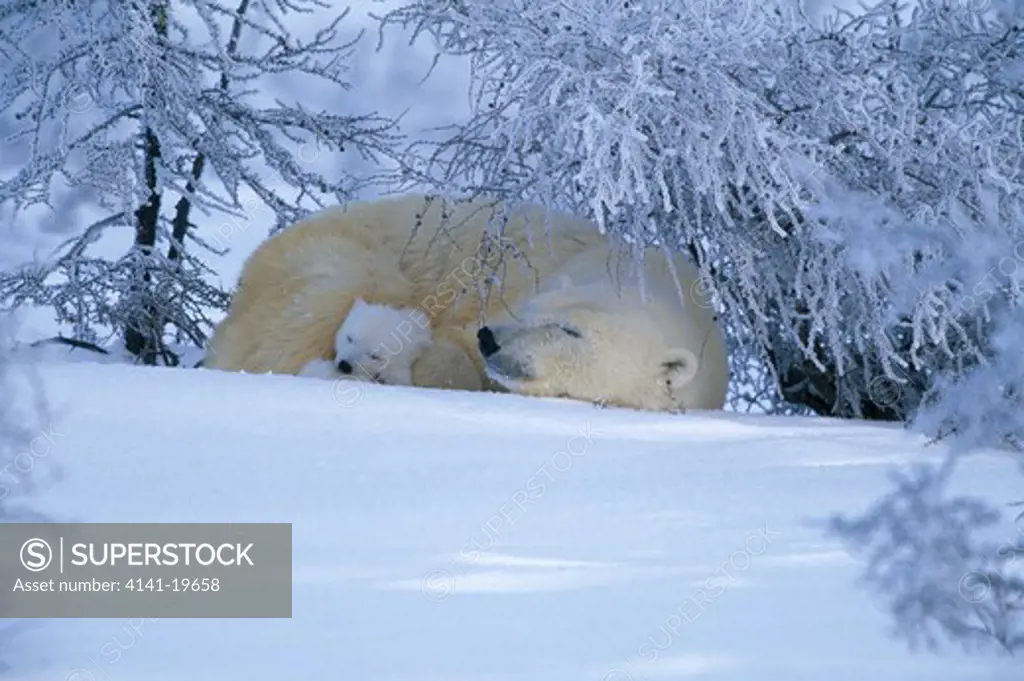 polar bear ursus maritimus female & young outside den, canada