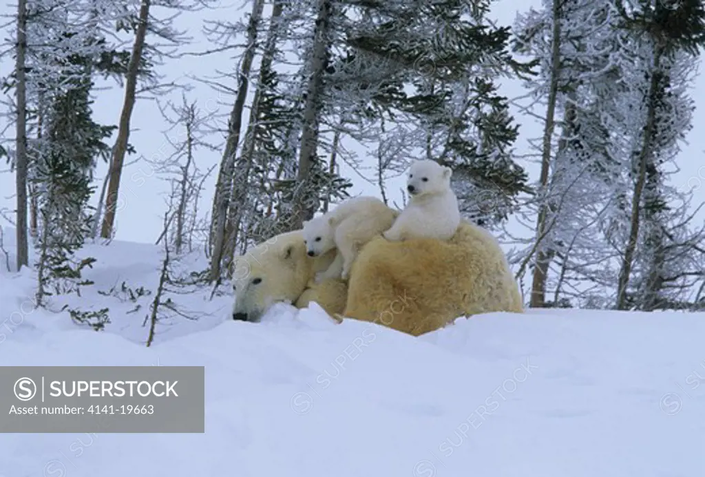 polar bear female with 2 cubs ursus maritimus outside den. canada. winter. 
