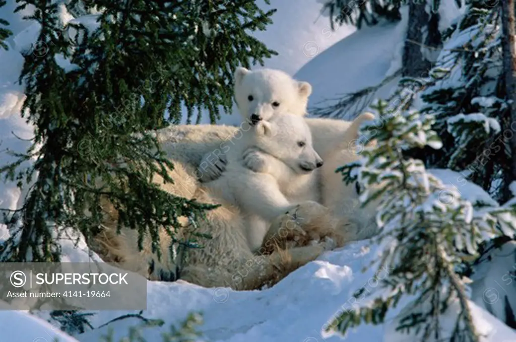 polar bear female with cubs ursus maritimus outside den in snowy forest. canadian arctic.