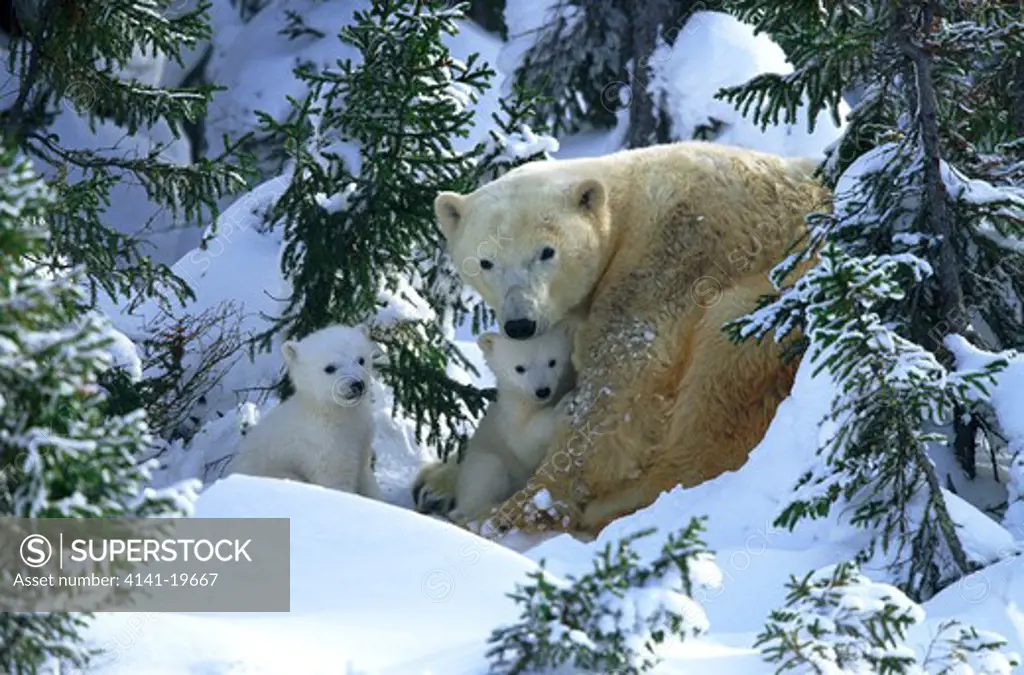 polar bear female with cubs ursus maritimus outside den in snow canadian arctic