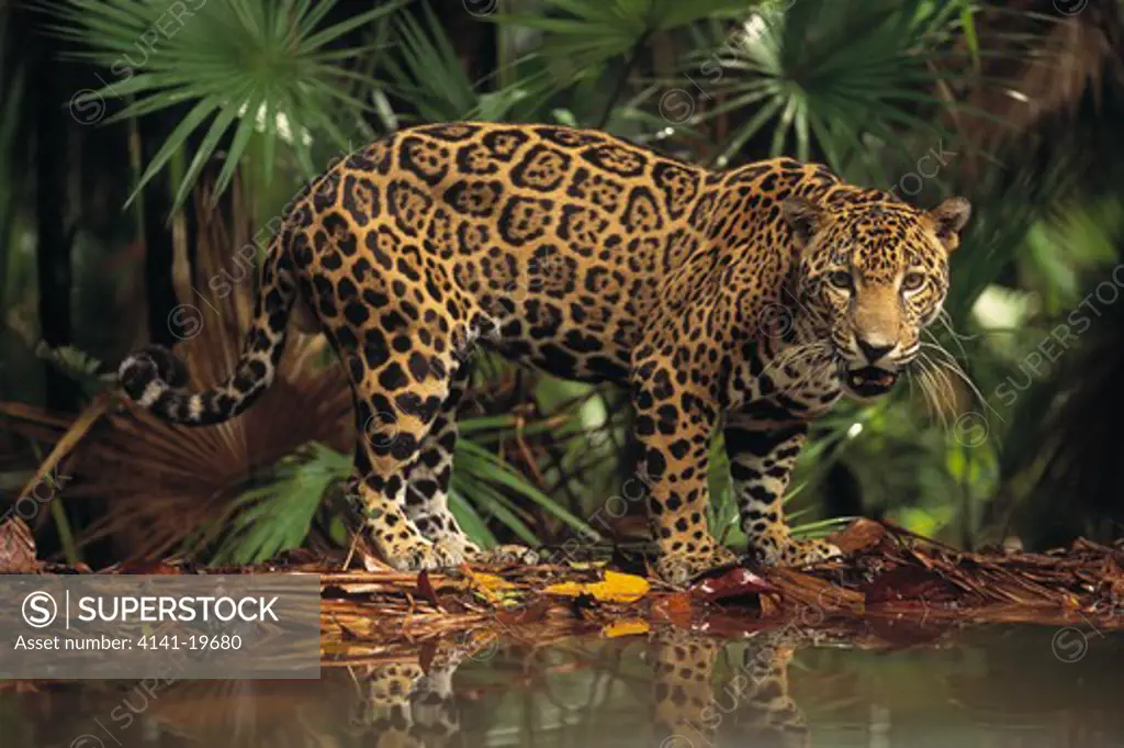 jaguar male at water panthera onca belize zoo, central america 