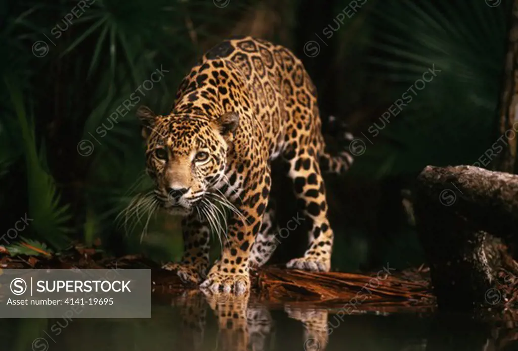jaguar panthera onca belize zoo