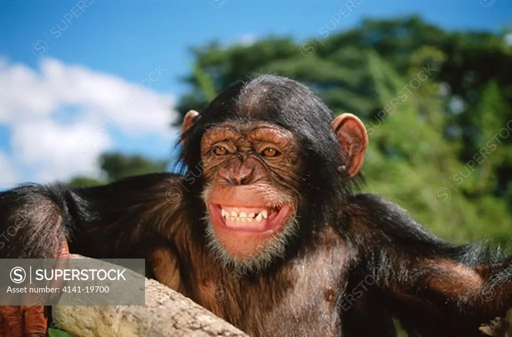 chimpanzee showing fear grin pan troglodytes zambia