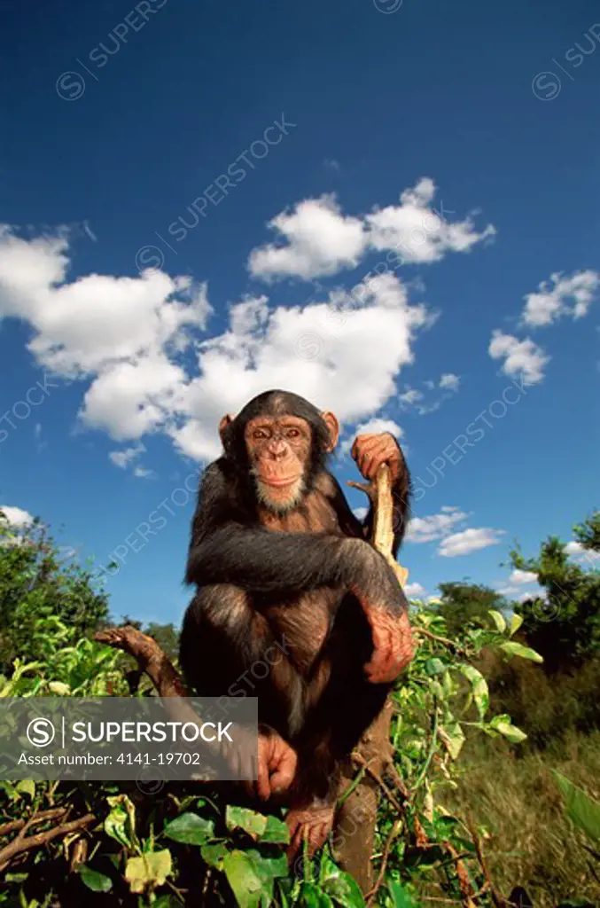 chimpanzee pan troglodytes young, sitting on tree stump zambia, southern africa