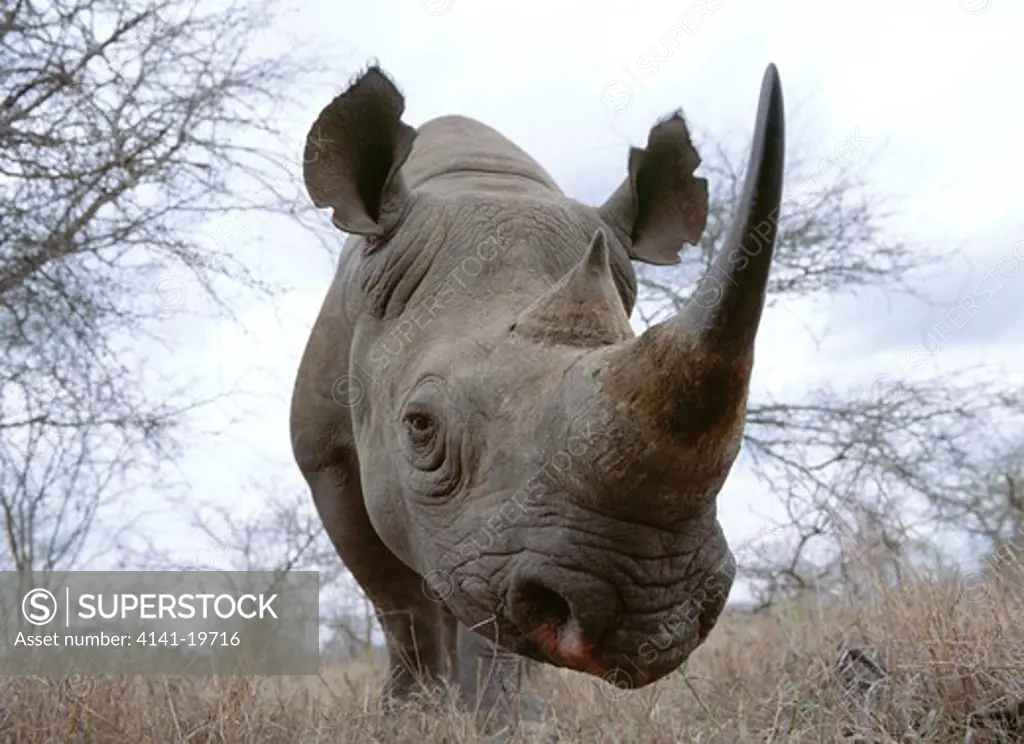 black rhinoceros diceros bicornis mkhaya, swaziland, southern africa
