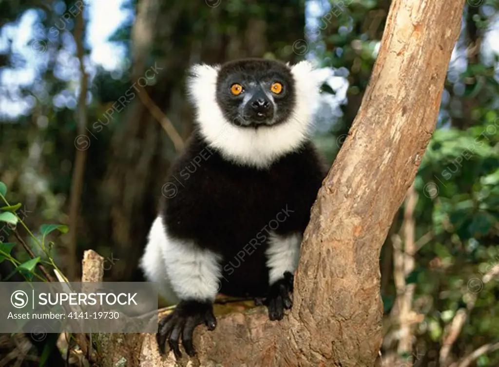 black & white ruffed lemur varecia variegata madagascar