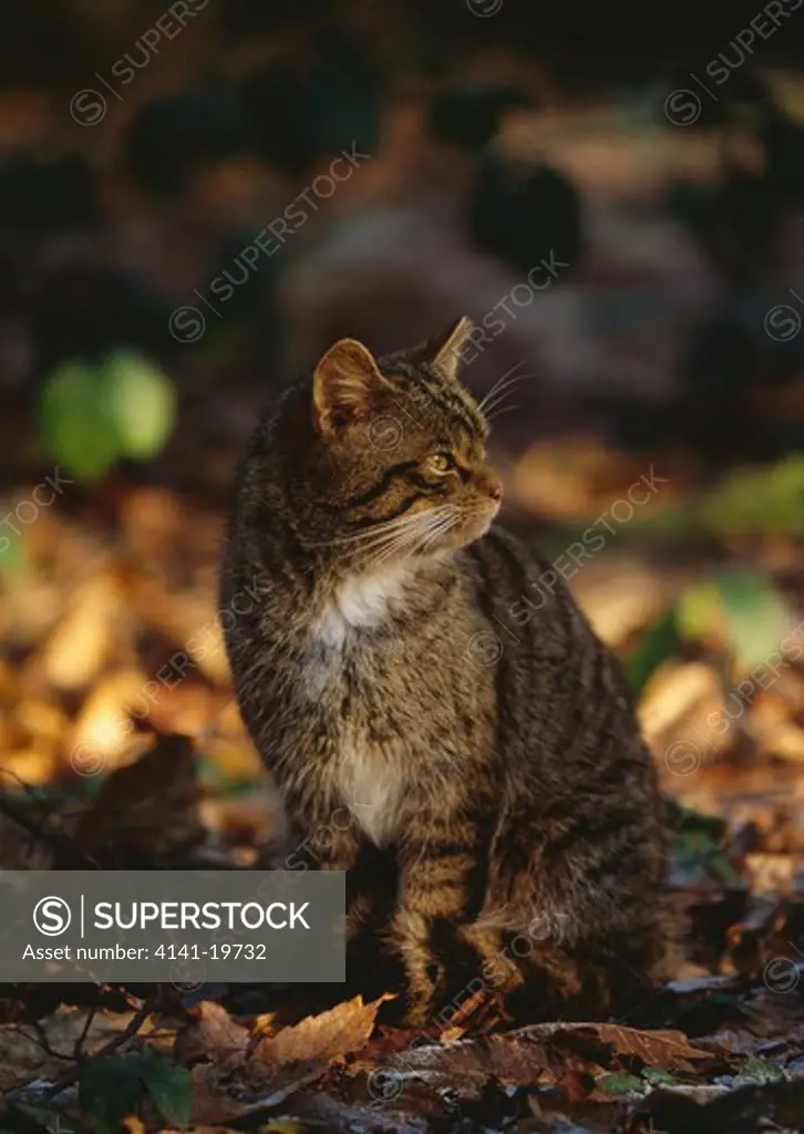 scottish wildcat sitting felis sylvestris in woodland uk
