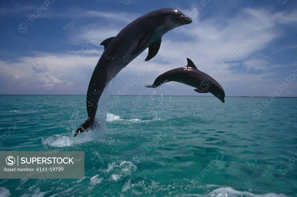 bottlenose dolphins two leaping tursiops truncatus caribbean.
