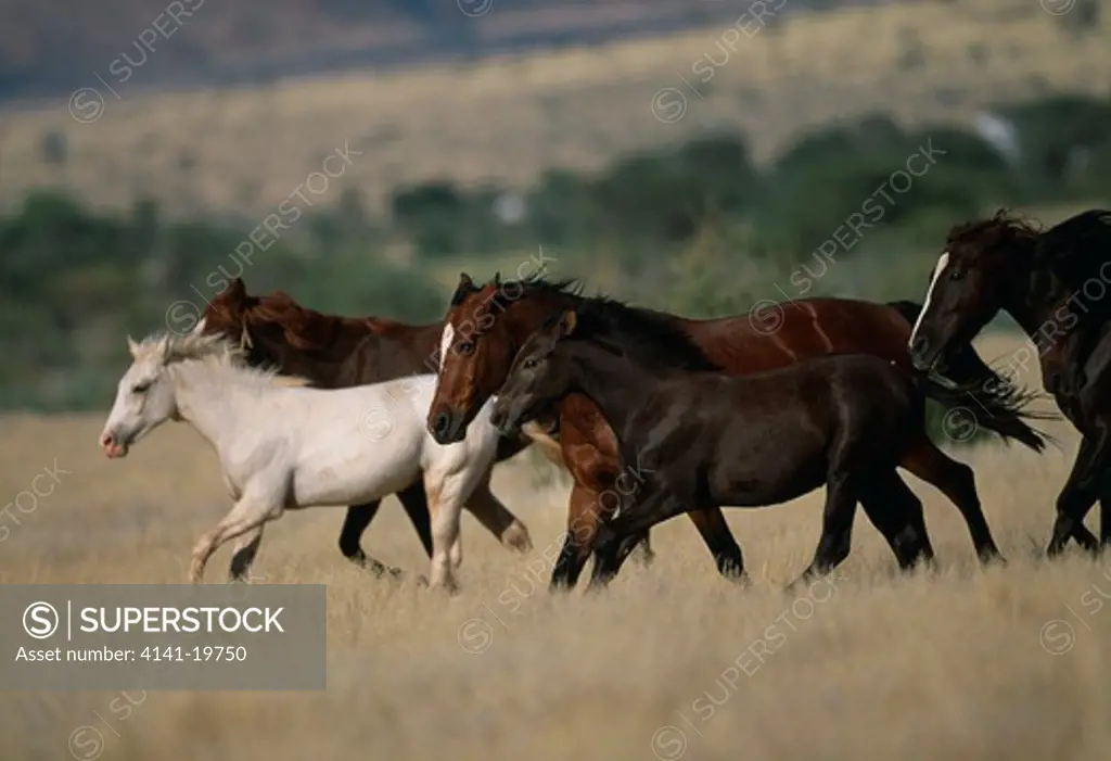 feral horses group running naukluft national park, namibia.