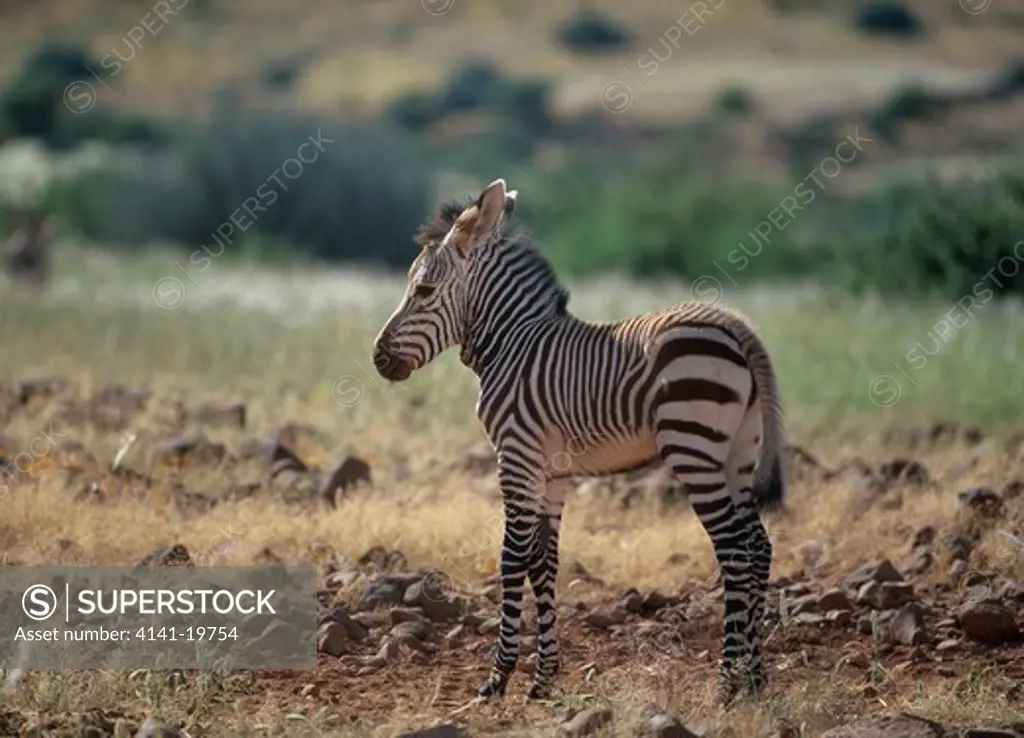 mountain zebra foal equus zebra damaraland, namibia, sw africa