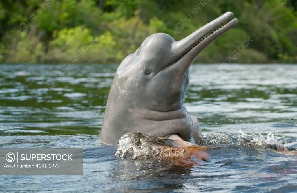 amazon river dolphins (inia geoffrensis) ariau river, tributary of rio negro. amazonia, brazil 