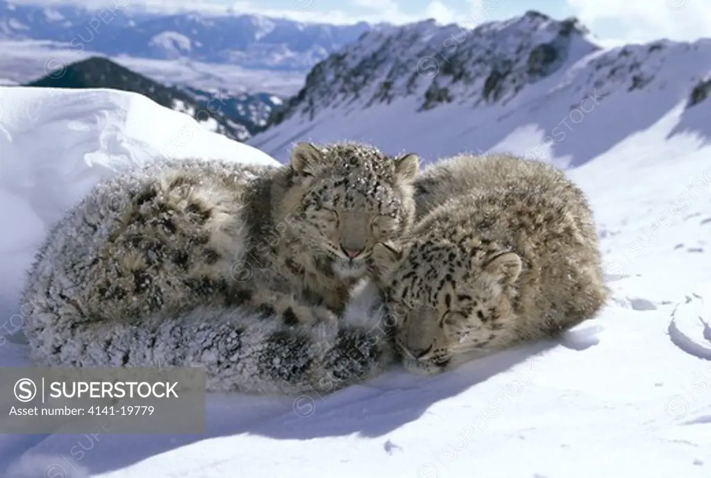 snow leopard panthera uncia