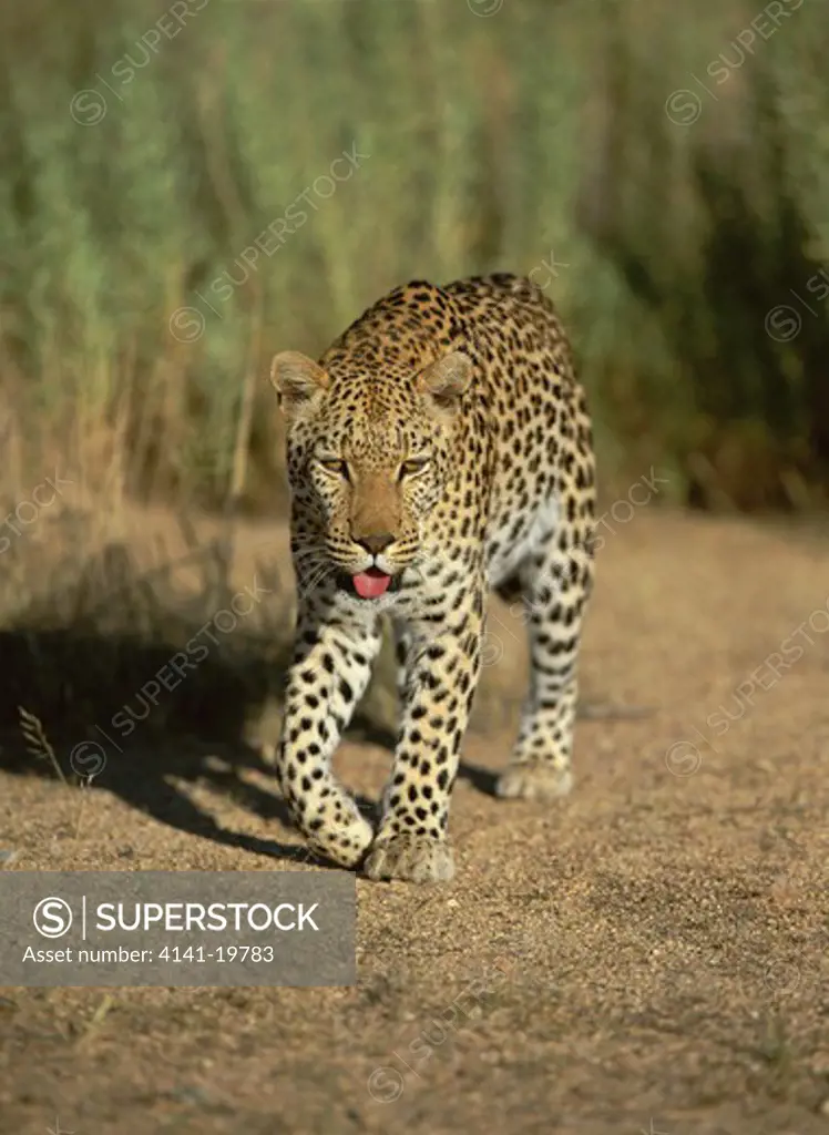 african leopard panthera pardus namib nakluft desert, namibia