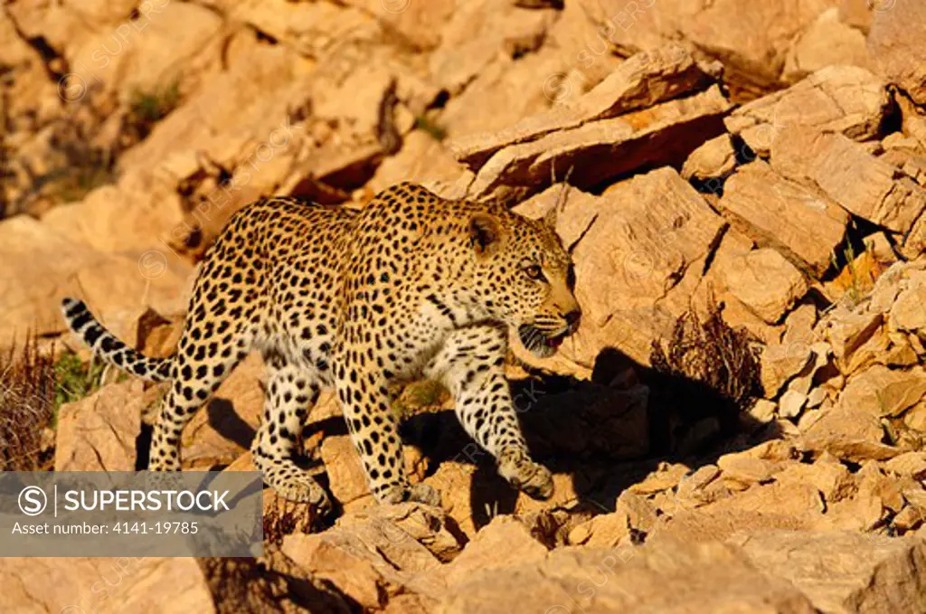 african leopard panthera pardus namib nakluft desert, namibia