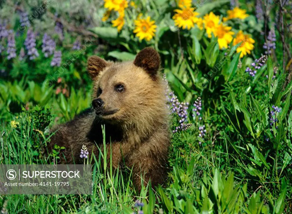 american brown or grizzly bear ursus arctos cub, usa