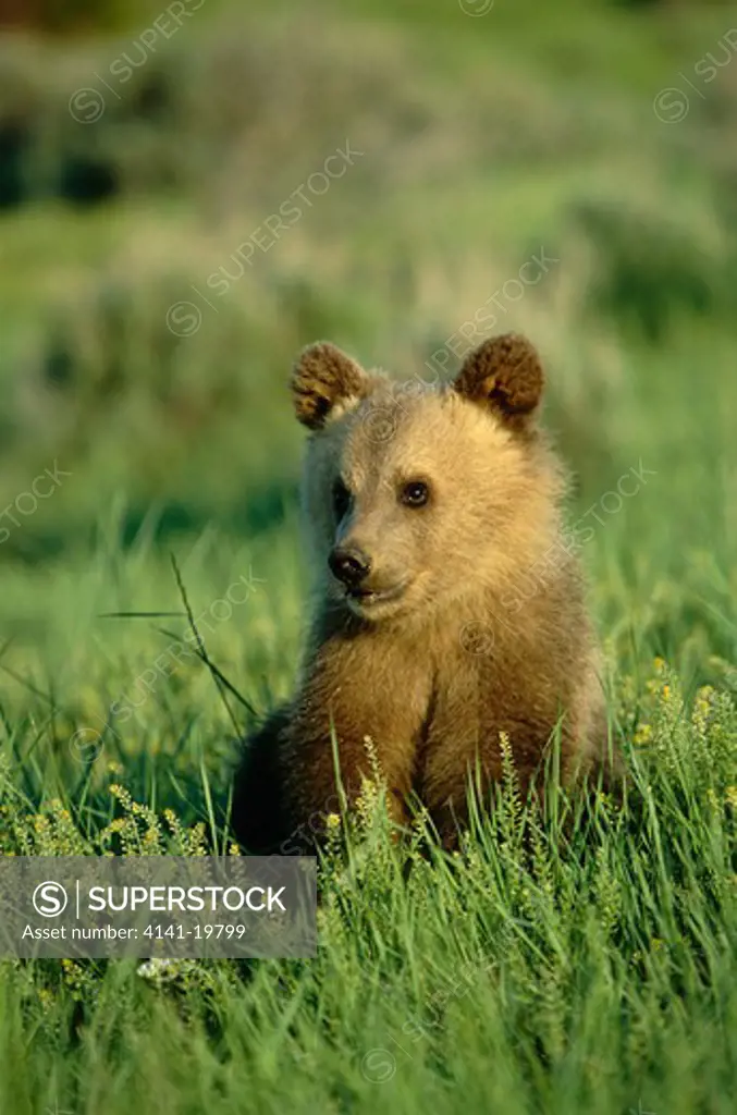 american brown or grizzly bear ursus arctos cub, usa