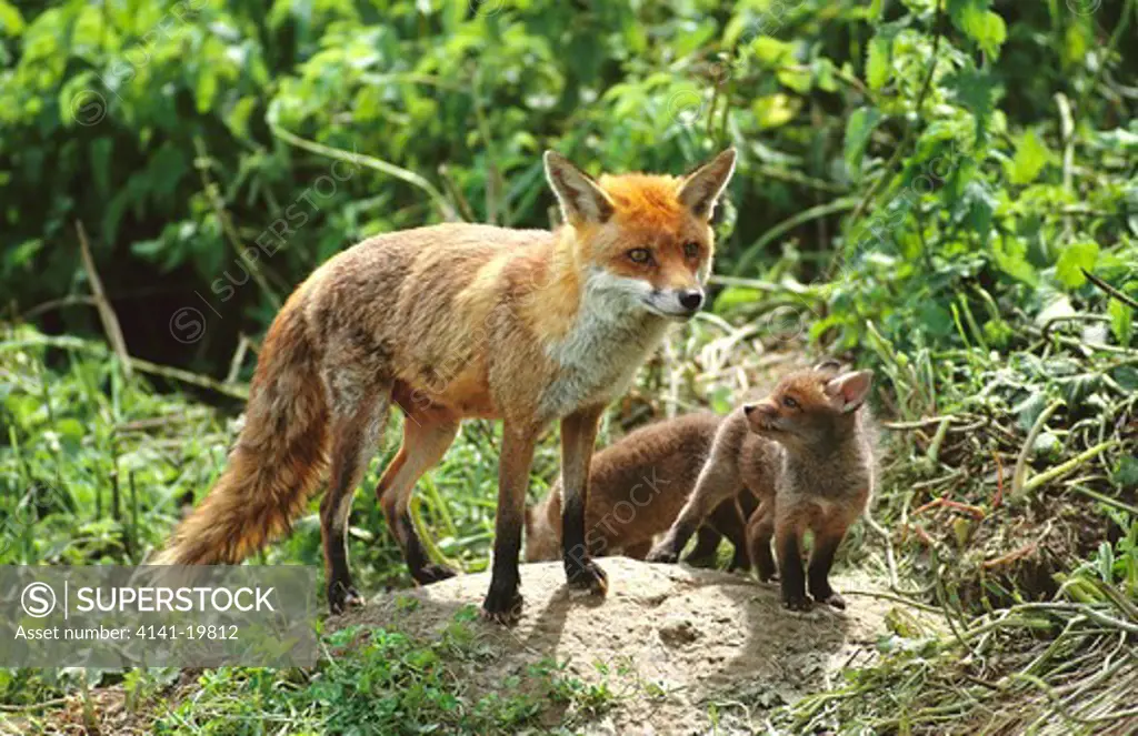 european red fox vulpes vulpes with cubs outside earth, uk