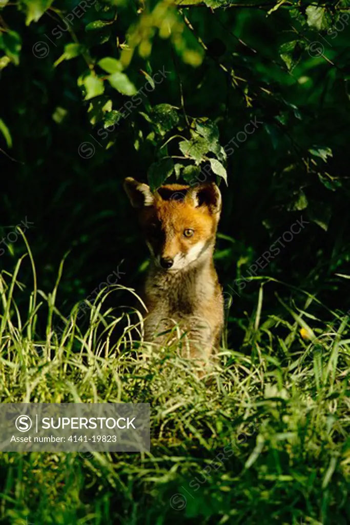 european red fox vulpes vulpes cubs outside earth, uk