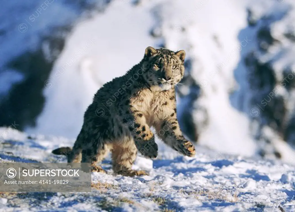 snow leopard panthera uncia running