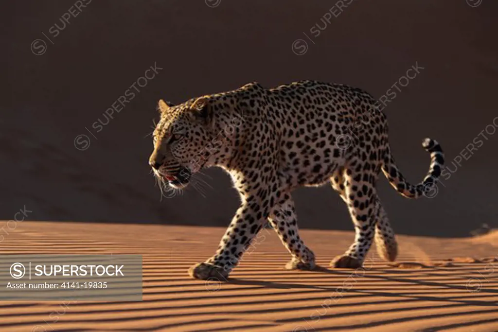 african leopard in desert panthera pardus namib nakluft desert, namibia