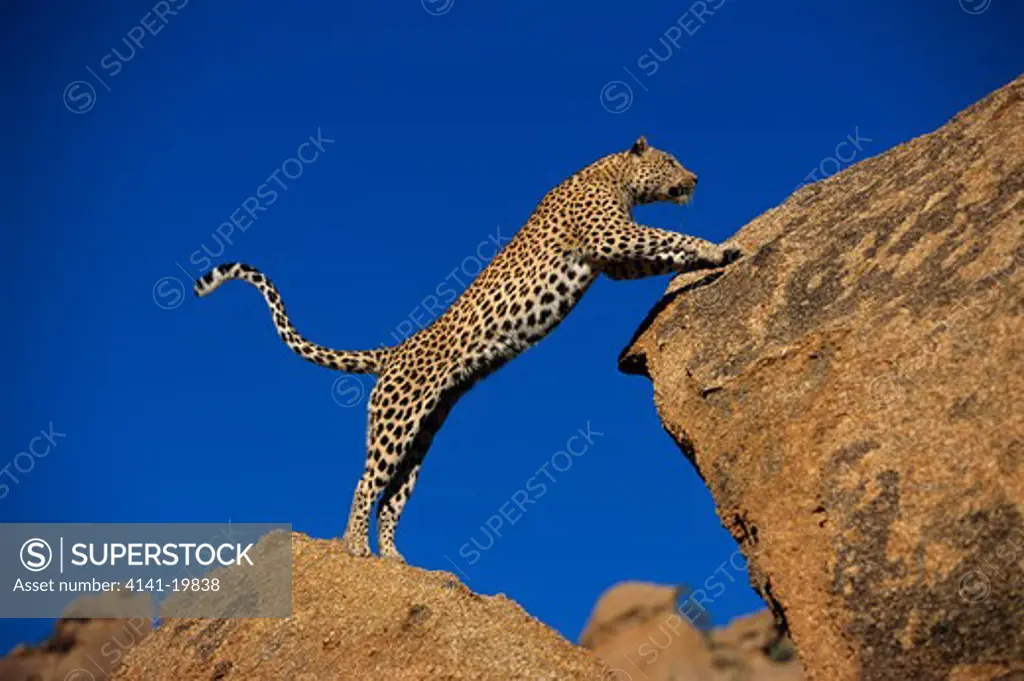 african leopard in desert panthera pardus bulls party, ameib, namibia 