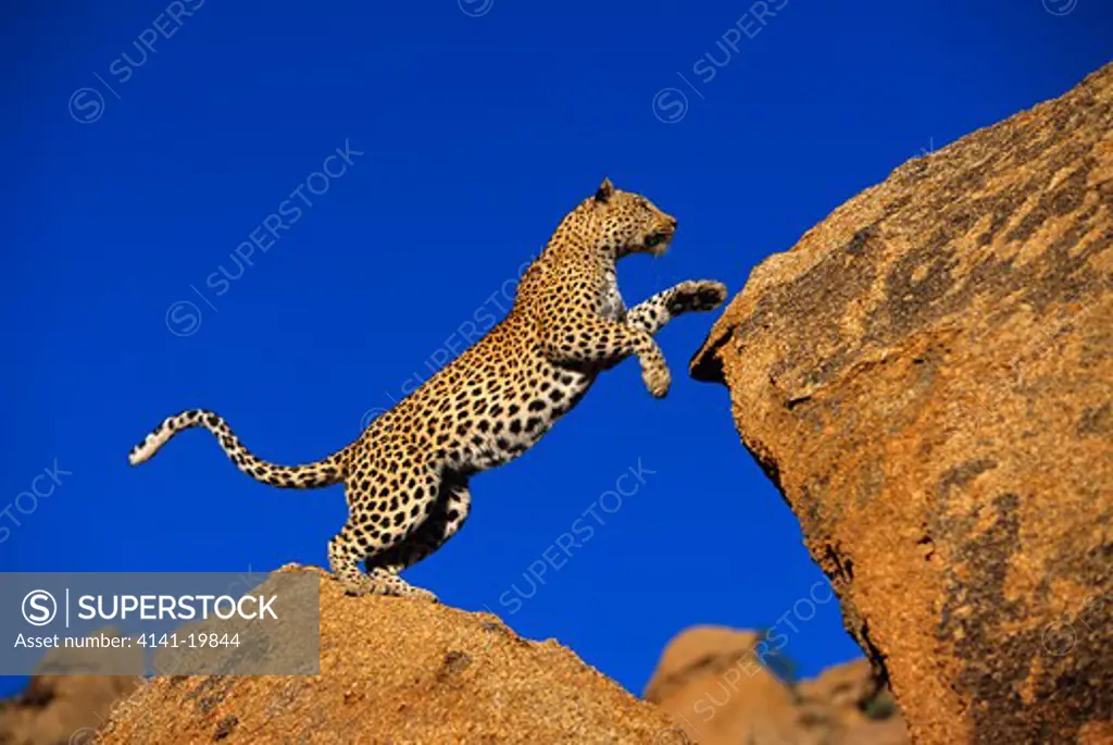leopard leaping panthera pardus bulls party, ameib, namibia