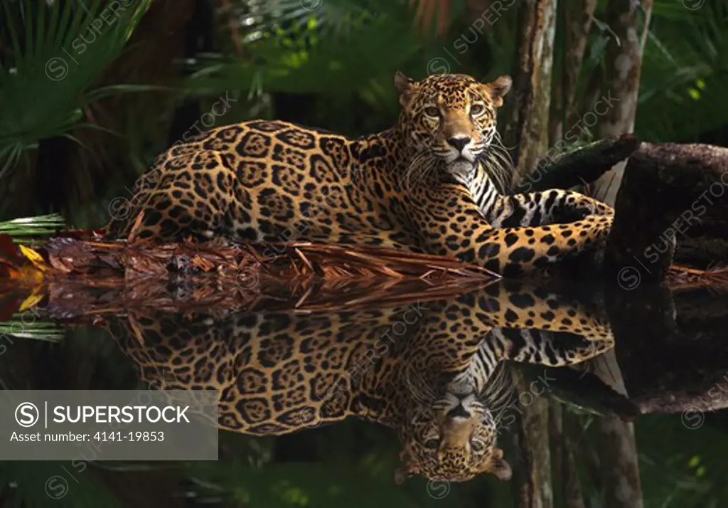 jaguar panthera onca reflection in rainforest pool digitally manipulated