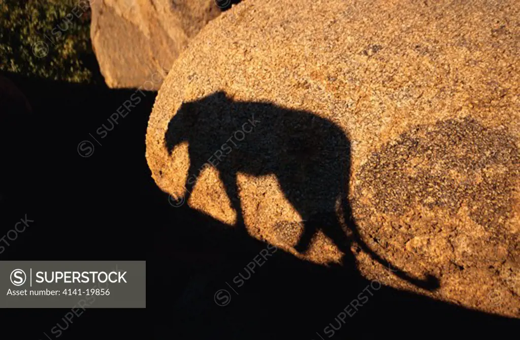 leopard panthera pardus shadow on rock
