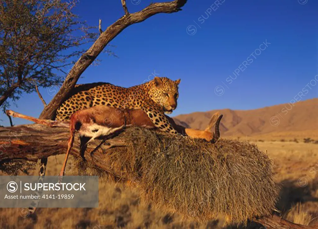 leopard panthera pardus eating springbok kill in tree, namibia 
