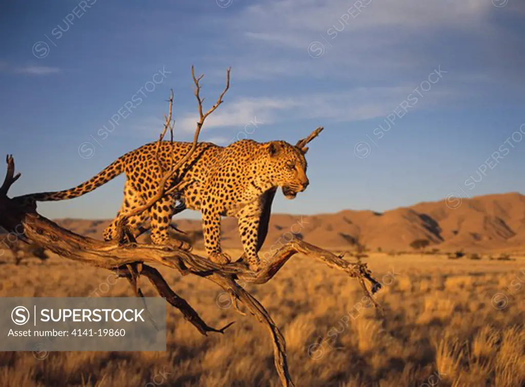 leopard panthera pardus in tree, namibia 