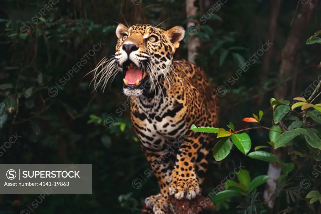 jaguar panthera onca belize, central america.