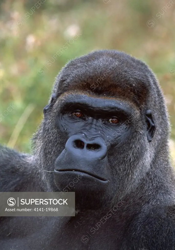 gorilla head detail gorilla gorilla captive animal