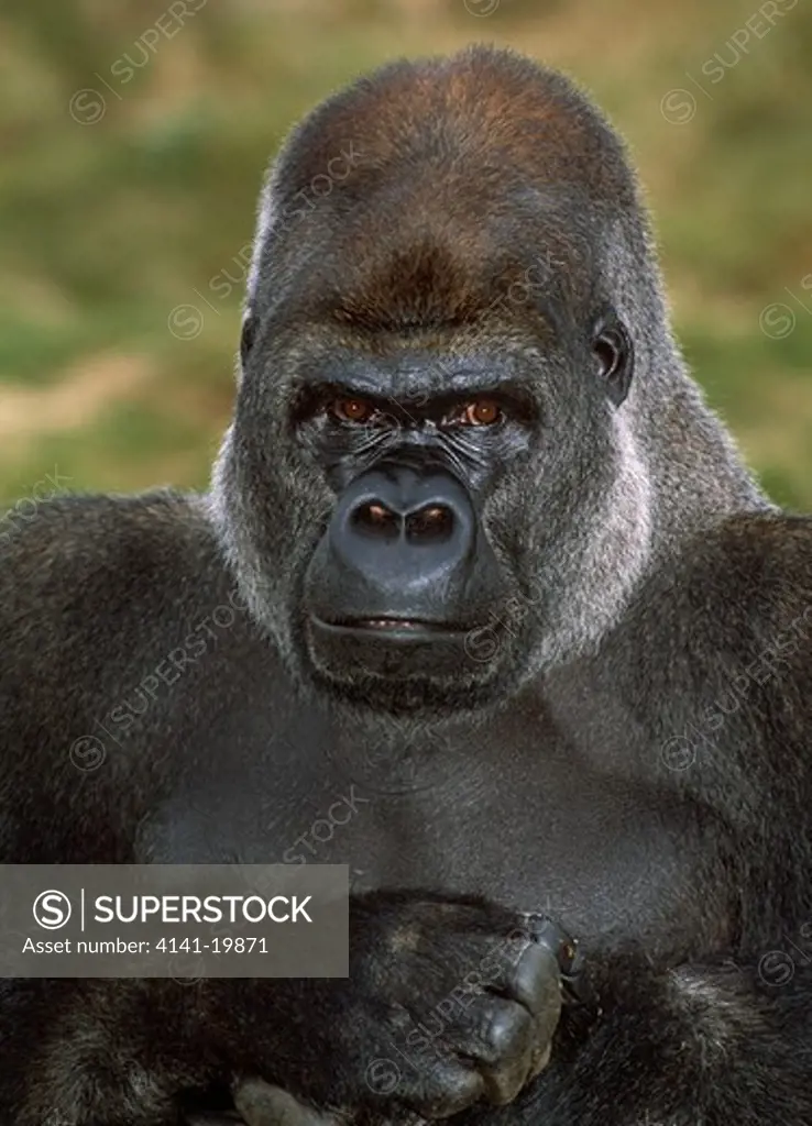 gorilla gorilla gorilla face detail (in captivity)