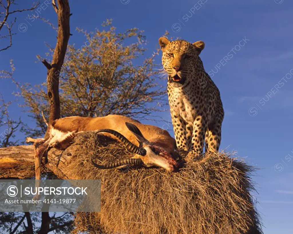 african leopard panthera pardus with springbok in tree, namibia
