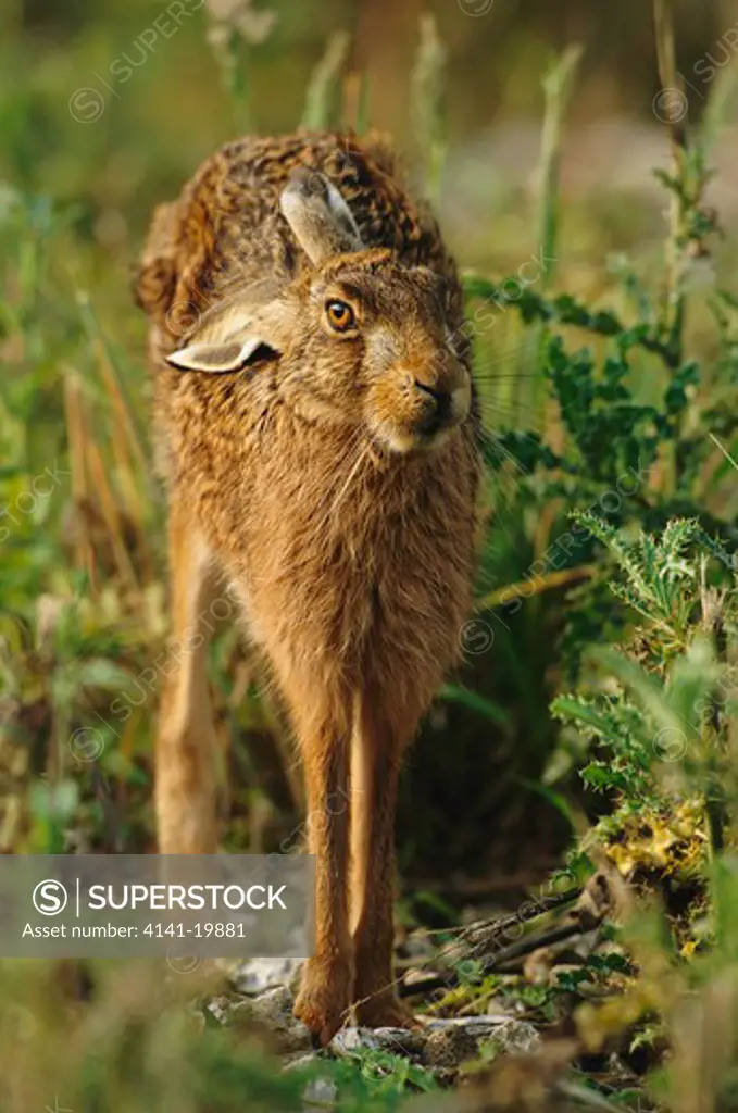 european brown hare lepus europaeus stretching, uk