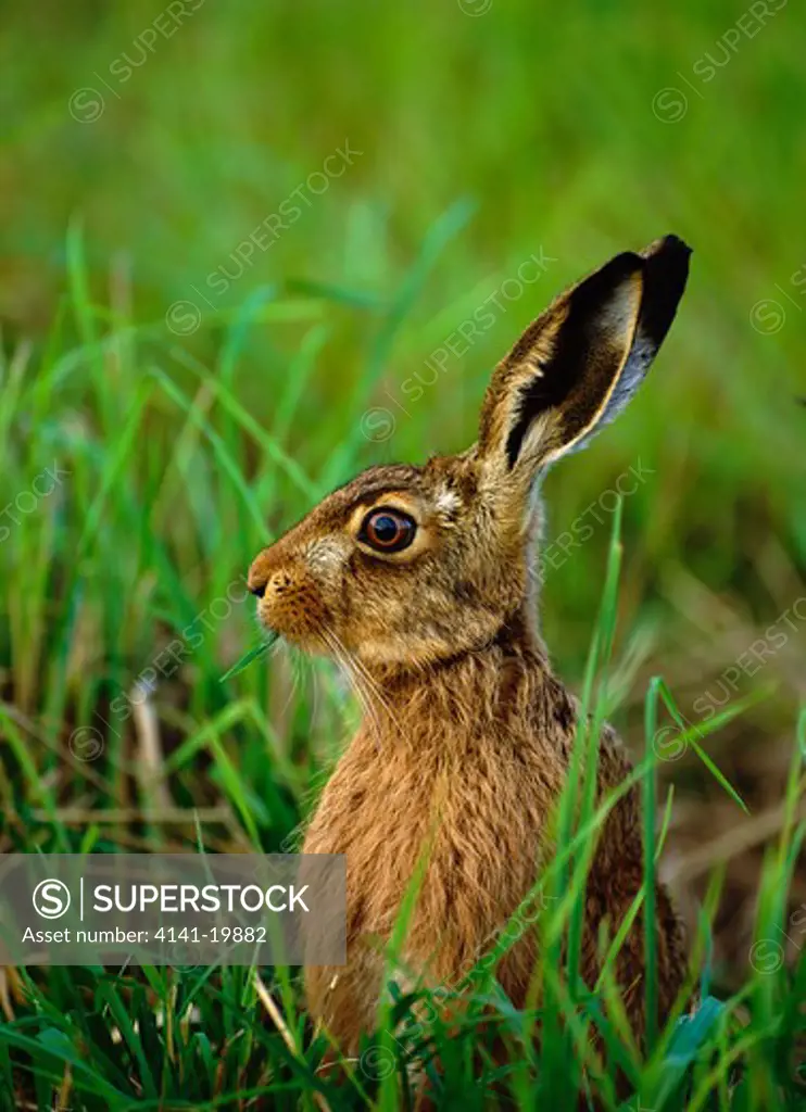 european brown hare lepus europaeus uk