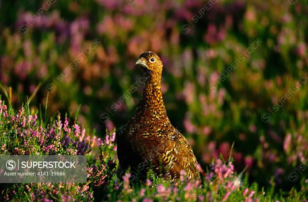 red grouse lagopus lagopus in heather, yorkshire, uk