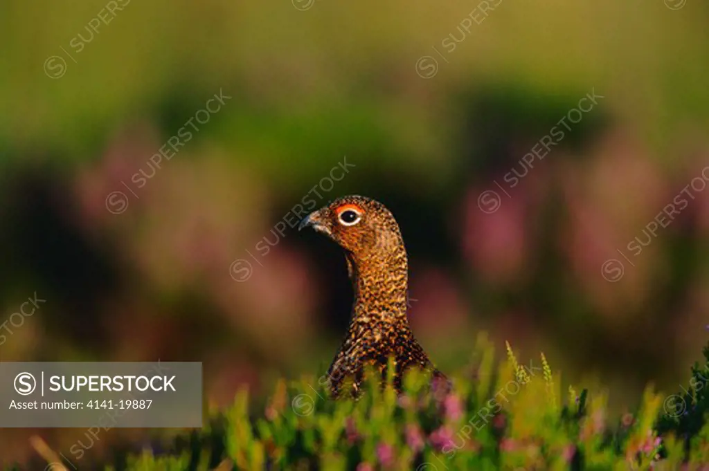 red grouse lagopus lagopus in heather, yorkshire, uk 
