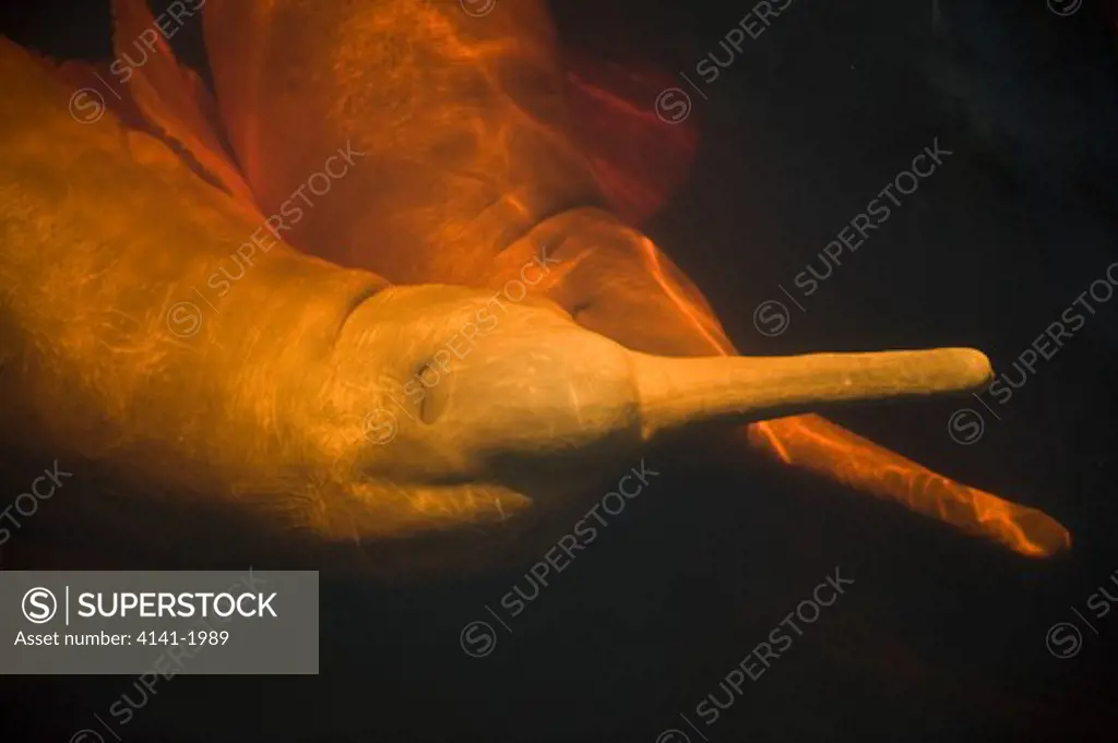 amazon river dolphins (inia geoffrensis) two dolphins underwater, ariau river, tributary of rio negro. amazonia, brazil 