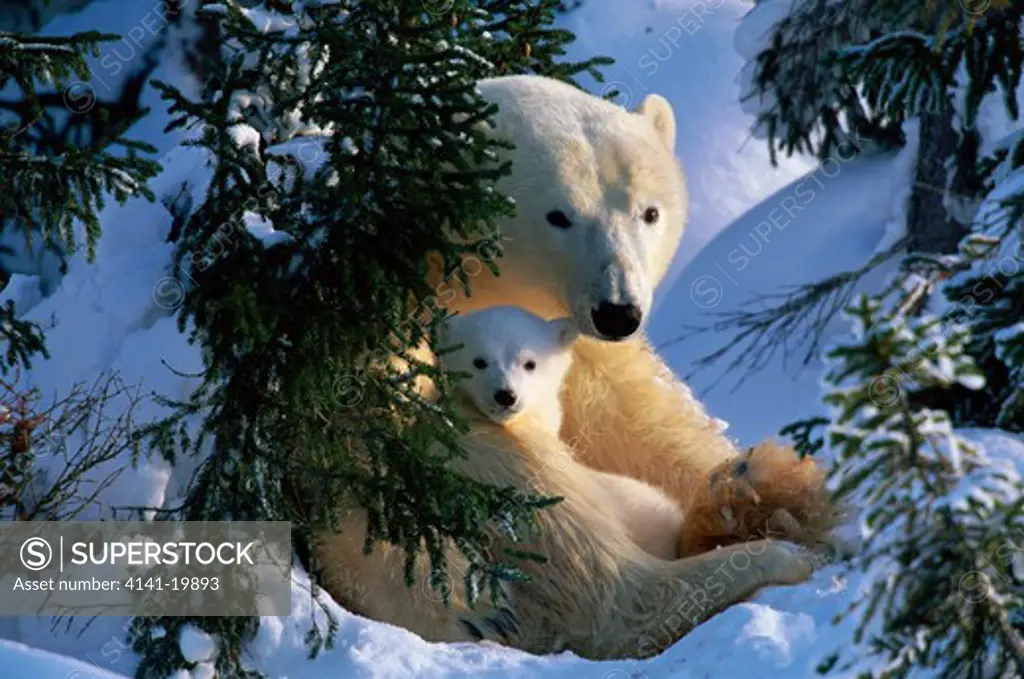 polar bears ursus maritimus female with cubs