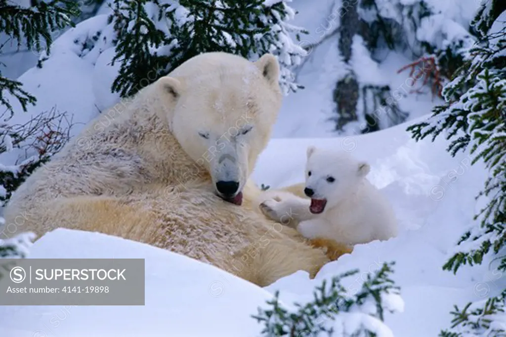 polar bears ursus maritimus with cub, canadian arctic