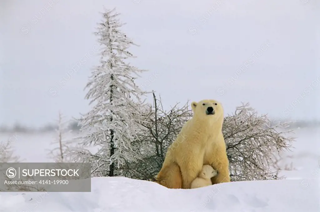 polar bears ursus maritimus with cub, canadian arctic