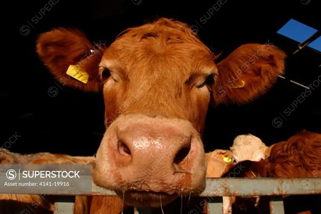 cow in cattle shed uk