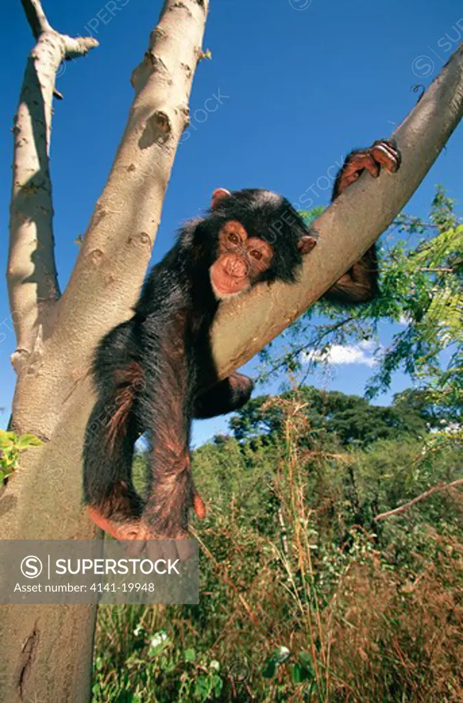 chimpanzee young pan troglodytes relaxing in tree chimfunshi, zambia