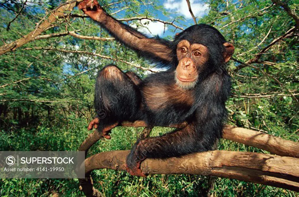 chimpanzee young pan troglodytes relaxing in tree chimfunshi, zambia