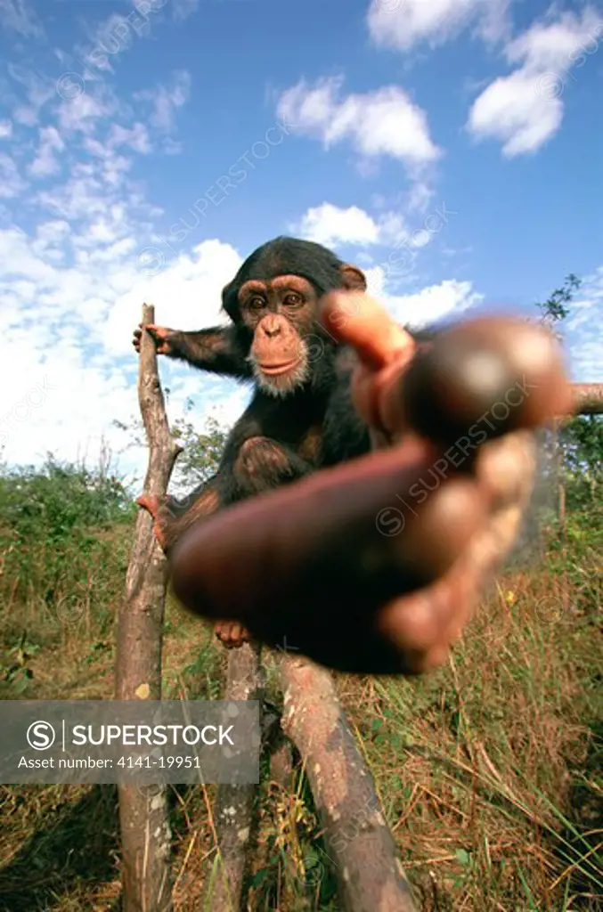 chimpanzee young pan troglodytes pointing at camera chimfunshi, zambia 