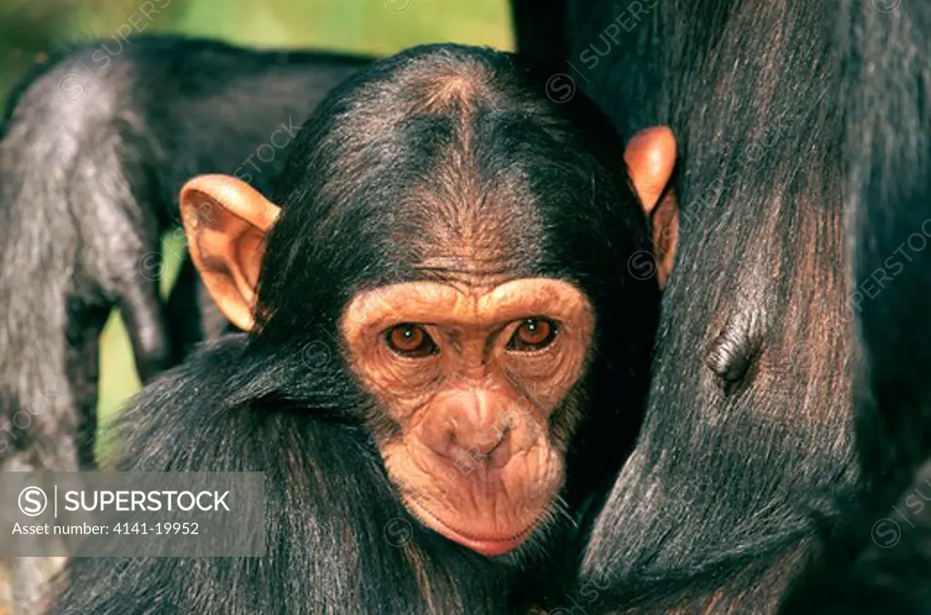 chimpanzee pan troglodytes young holding on to mother chimfunshi, zambia 